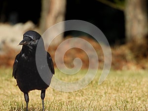 crow close up