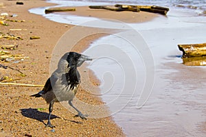 Crow on the coast