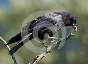 Crow - Corvus branchyrhynchos photo