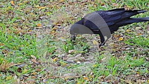 A crow or Corvus corax looks for food in the grass with its beak.