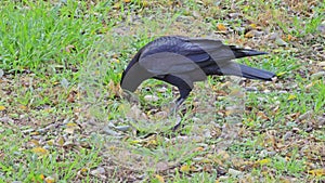 A crow or Corvus corax looks for food in the grass with its beak.