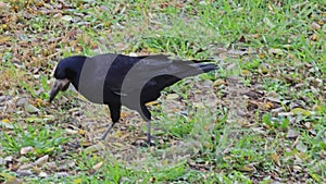 A crow or Corvus corax looks for food in the grass with its beak.