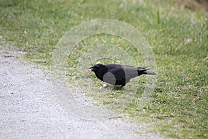A crow cracking and eating a nut