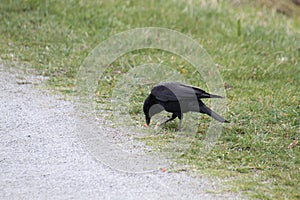 A crow cracking and eating a nut