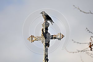 Crow on a Cross