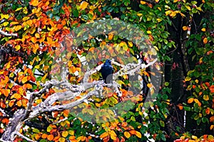 crow on a dead tree trunk with autumn leaves