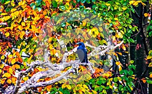 crow on a dead tree trunk with autumn leaves