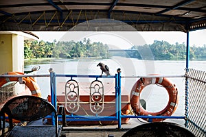 Crow on deck of ferry on kollam kottapuram waterway photo