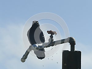 Crow Drinking Water from Beach Shower