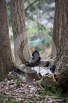 Crow drinking water from puddle in the tree