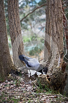 Crow drinking water from puddle in the tree