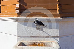 A crow drinks water from a historic fountain Sebilj in Sarajevo. Bosnia and Herzegovina