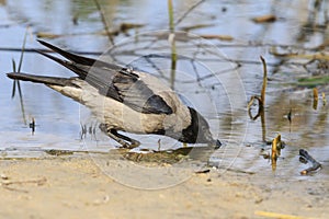 Crow drinks water