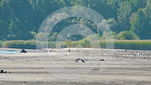 The crow drove the Pallas's fish eagle away from food, Haliaeetus leucoryphus, Europe, Belarus