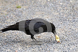 Crow eating an apple core