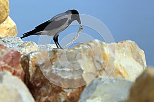 Crow eating fish guts