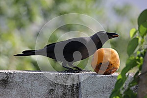 Crow Eating Papaya
