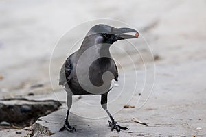 Crow Eats a Berry