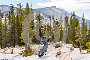 Crow on the edge of Olmsted Point lookout in Yosemite National Park, California, USA