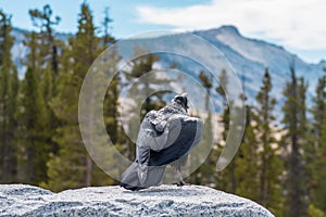 Crow on the edge of Olmsted Point lookout in Yosemite National Park, California, USA