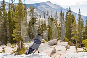 Crow on the edge of Olmsted Point lookout in Yosemite National Park, California, USA