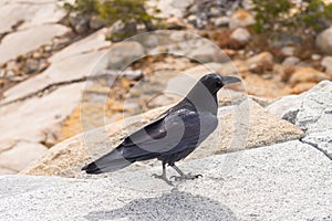 Crow on the edge of Olmsted Point lookout in Yosemite National Park, California, USA