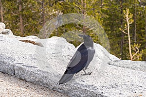 Crow on the edge of Olmsted Point lookout in Yosemite National Park, California, USA