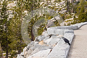 Crow on the edge of Olmsted Point lookout in Yosemite National Park, California, USA