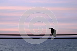Crow on an electric wire with sea.
