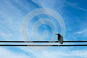 Crow on an electric wire under blue sky background