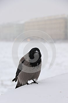 Crow on the embankment during the blizzards