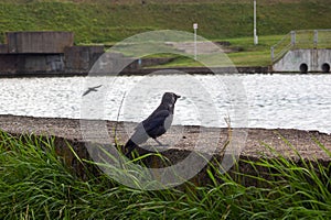 Crow on the embankment by the river