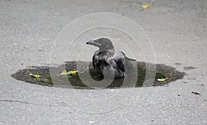 Crow escapes from the heat in a puddle on the asphalt