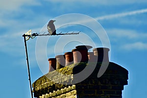 A crow on an external TV antenna