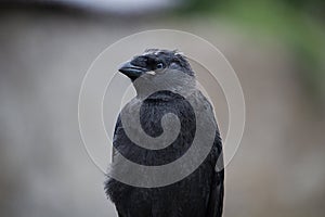 Crow Face Close Up