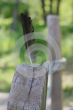 Crow feather in aged wood with post in background.