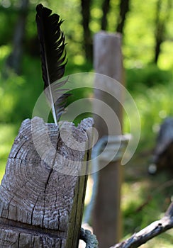 Crow feather in aged wood with post in background in the woods.