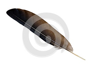 Crow Feather with Clipping Path