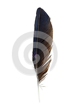 Crow feather isolated on a white background