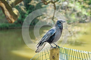 A crow on a fence in the Parc des Buttes Chaumont