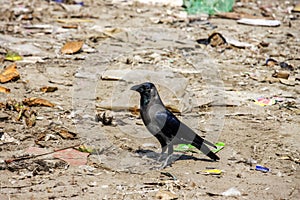 A Crow in a field