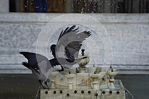 Crow fighting on a fountain of Topkapi Palace Istanbul, Turkey, Ancient Ottoman residence