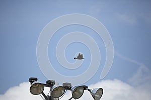 Crow Flies Over Field Lights