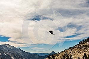 Crow flies over the landscape seen from Olmsted Point in Yosemite National Park, California, USA