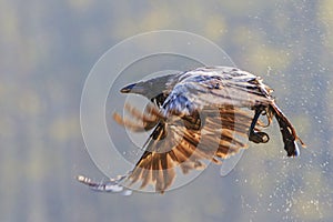 Crow flies up from the water scattering drops