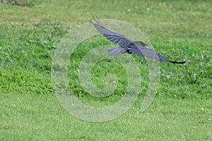 A crow in flight