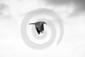 A crow in flight with sky and clouds in the background