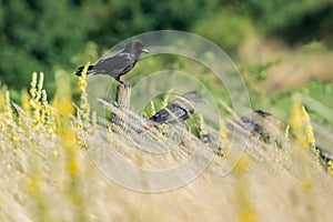 A crow with a fluffed head sits on a fence post in a row with other crows.