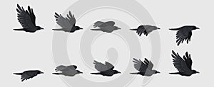 Crow fly sequence. Black flying raven silhouette, black bird wing move for animation frame sequences 2d gaming asset photo