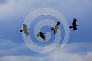 The crow fly on 4 steps on the sky and rainy clouds